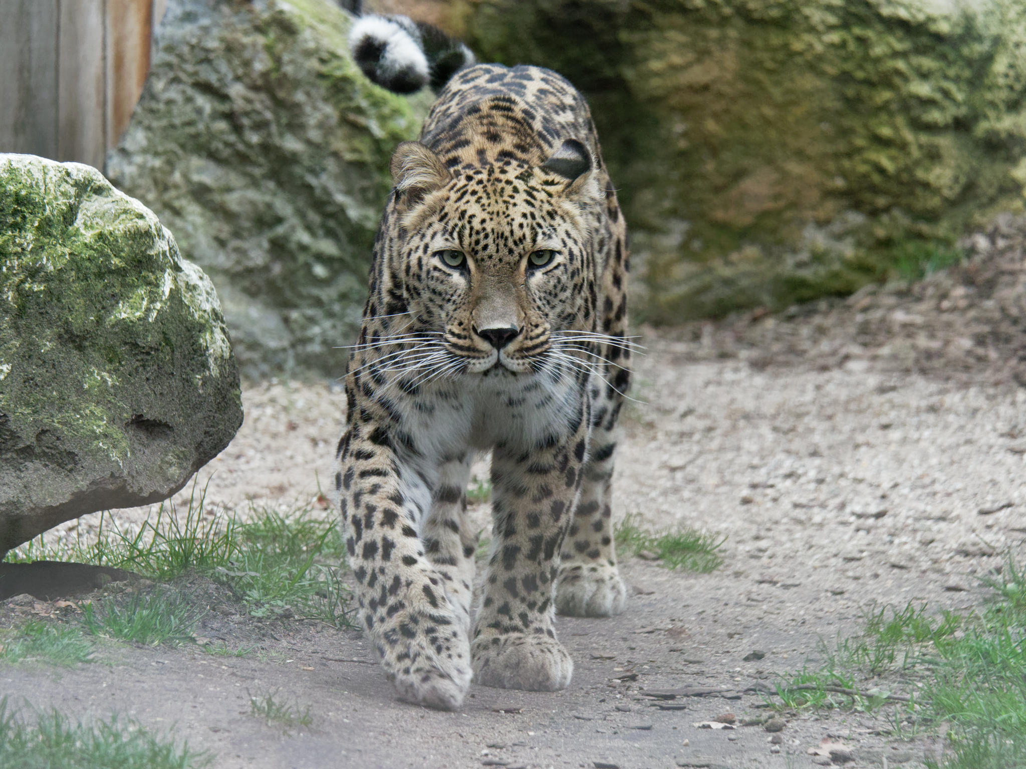 Iranischer Berg-Leopard
