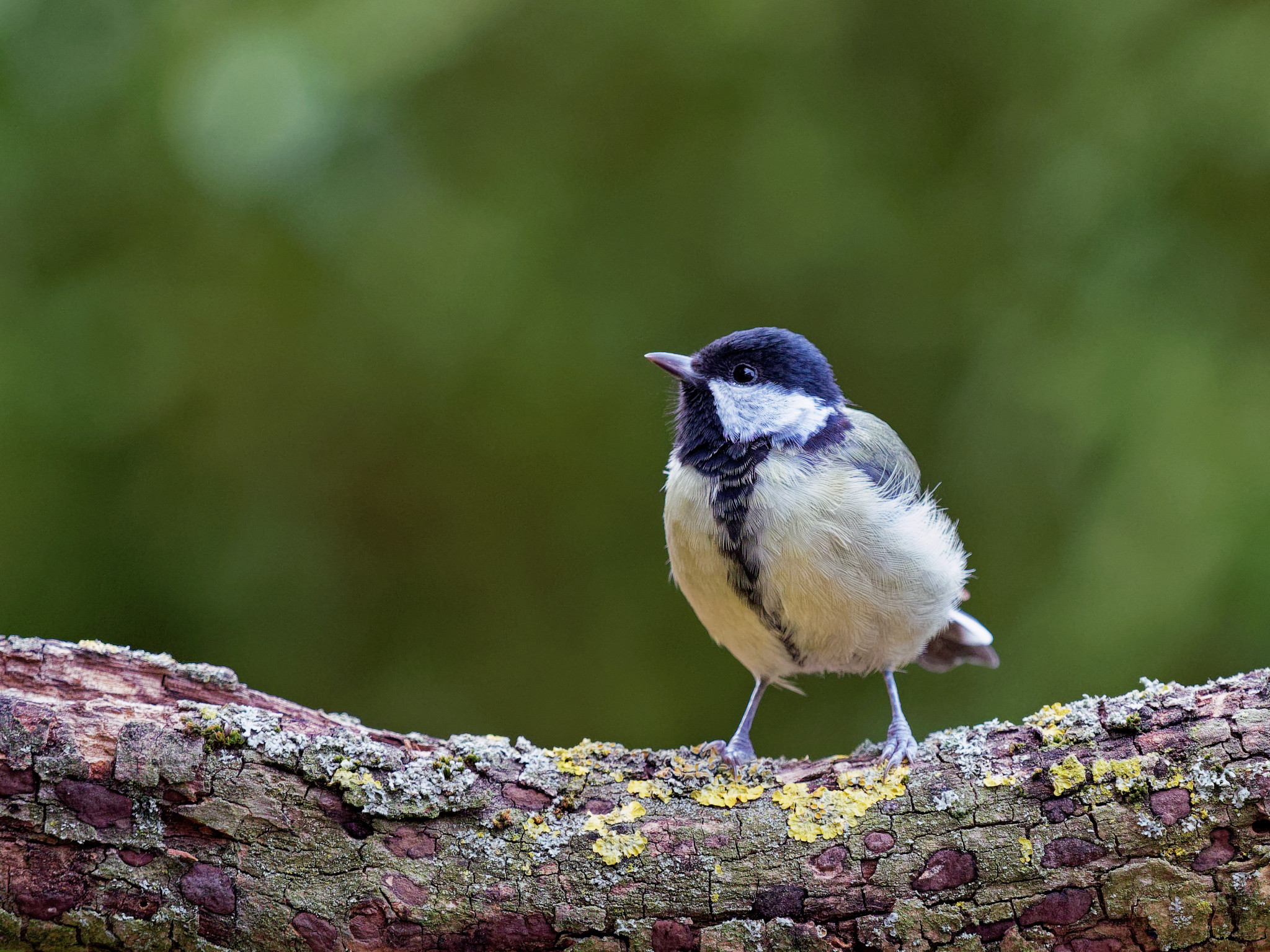 Kohlmeise (Great Tit)