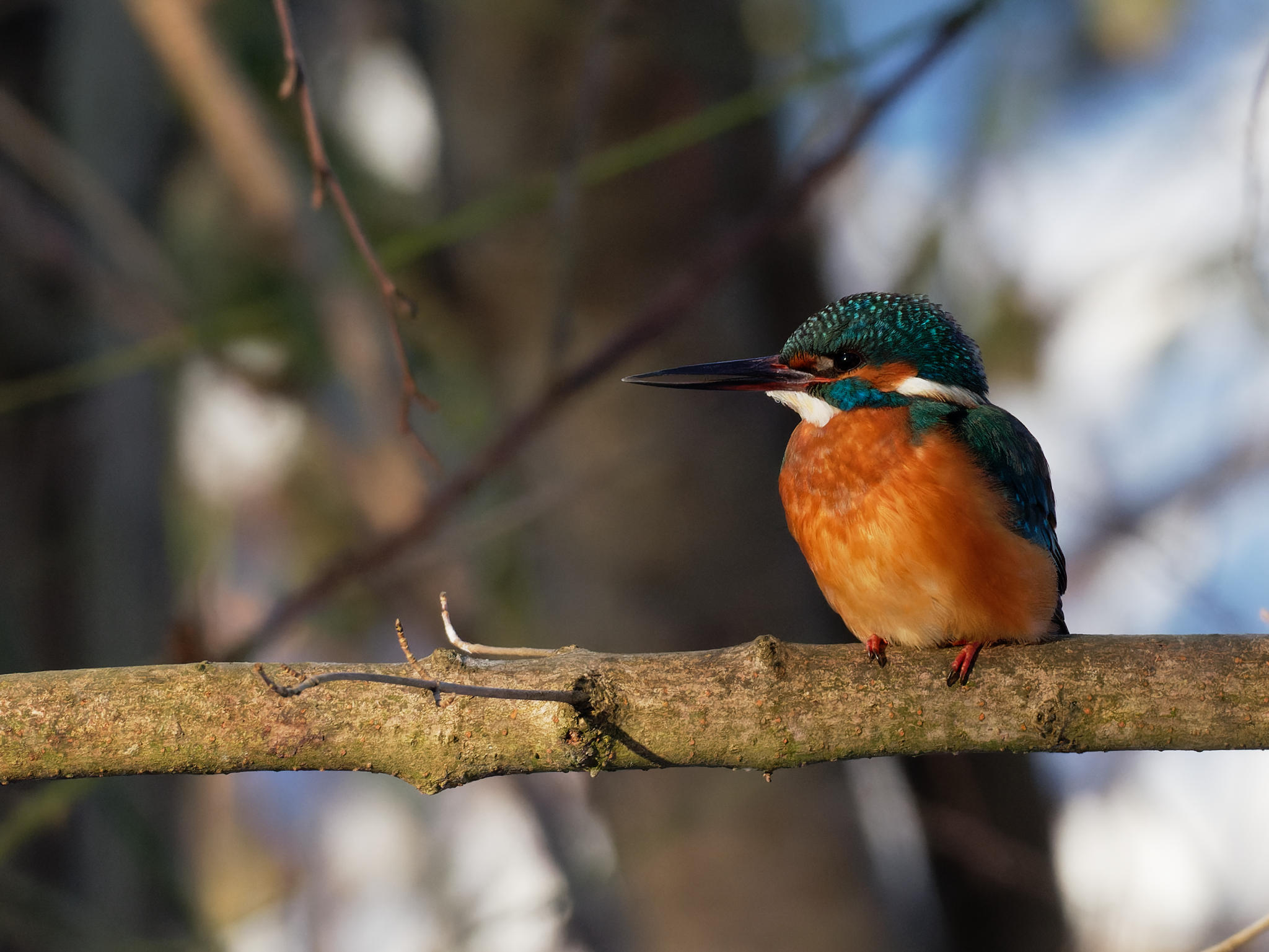 Eisvogel (Kingfisher)