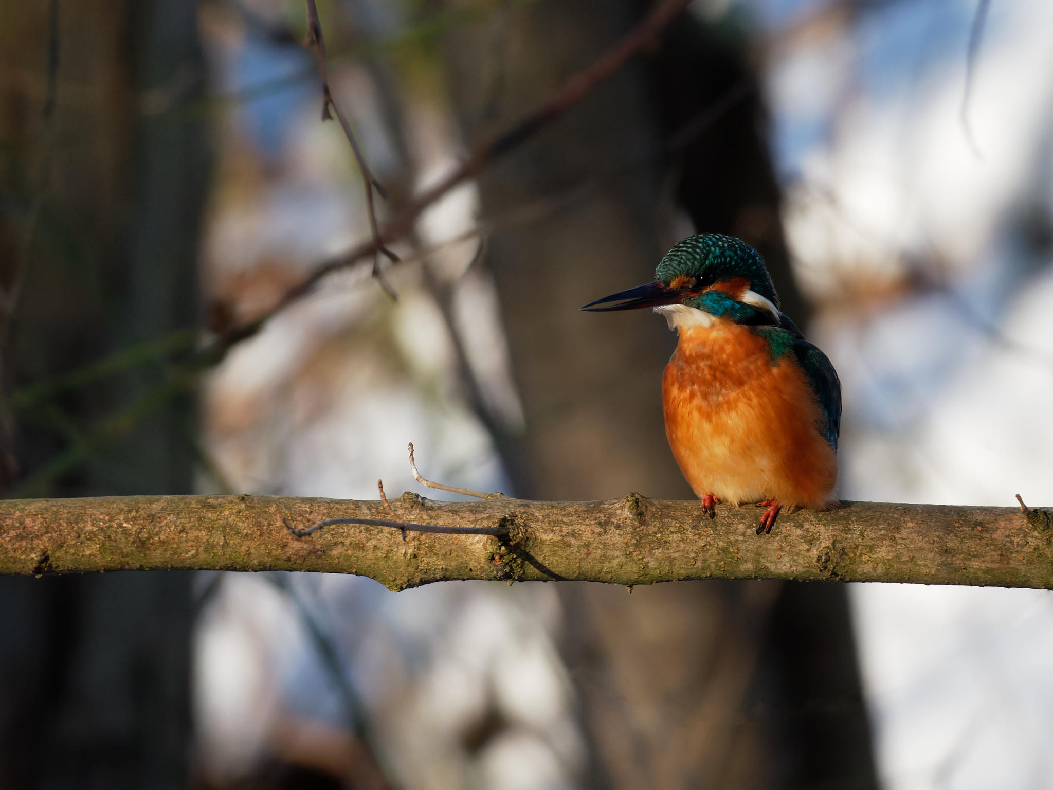 Eisvogel (Kingfisher)