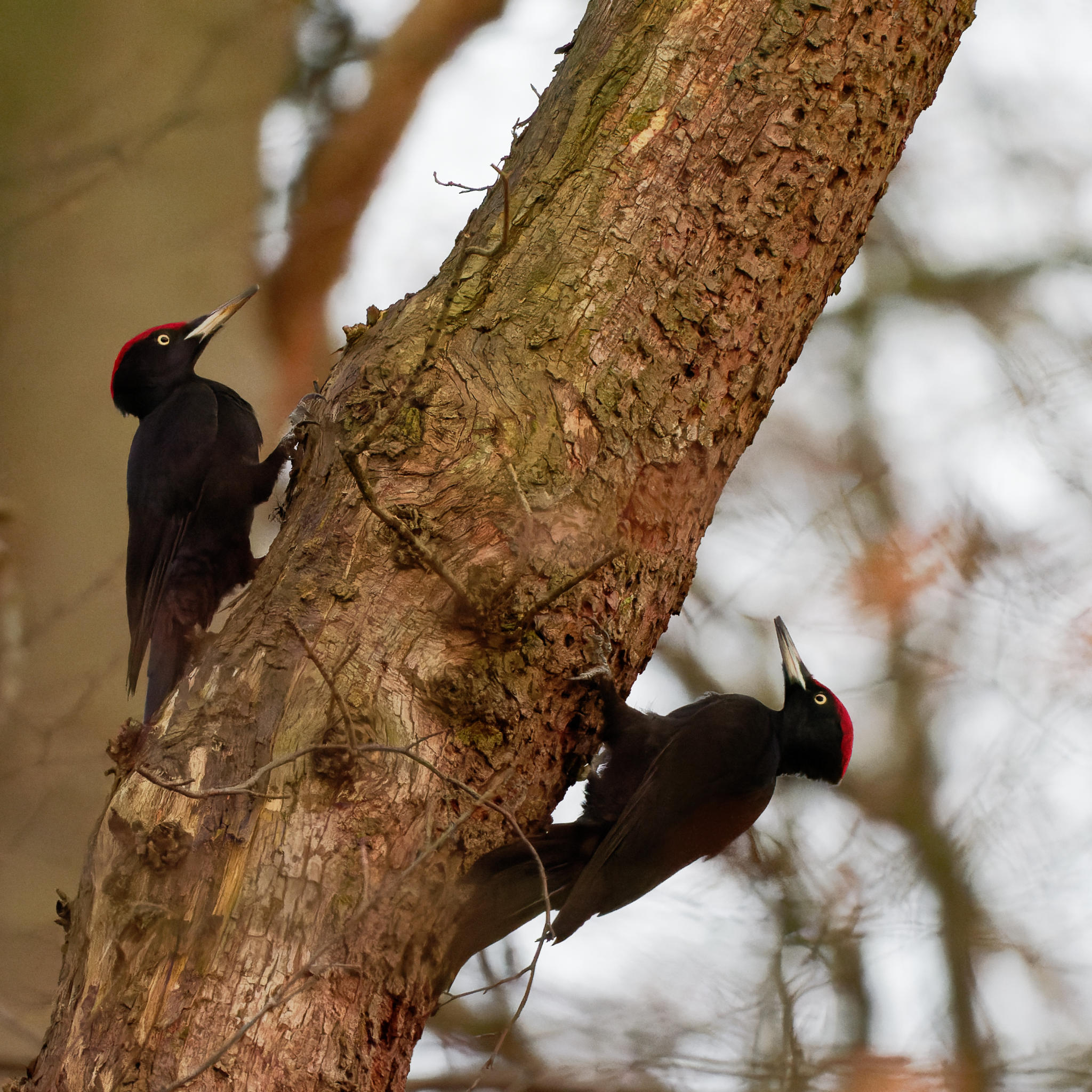Schwarzspecht (Black Woodpecker)