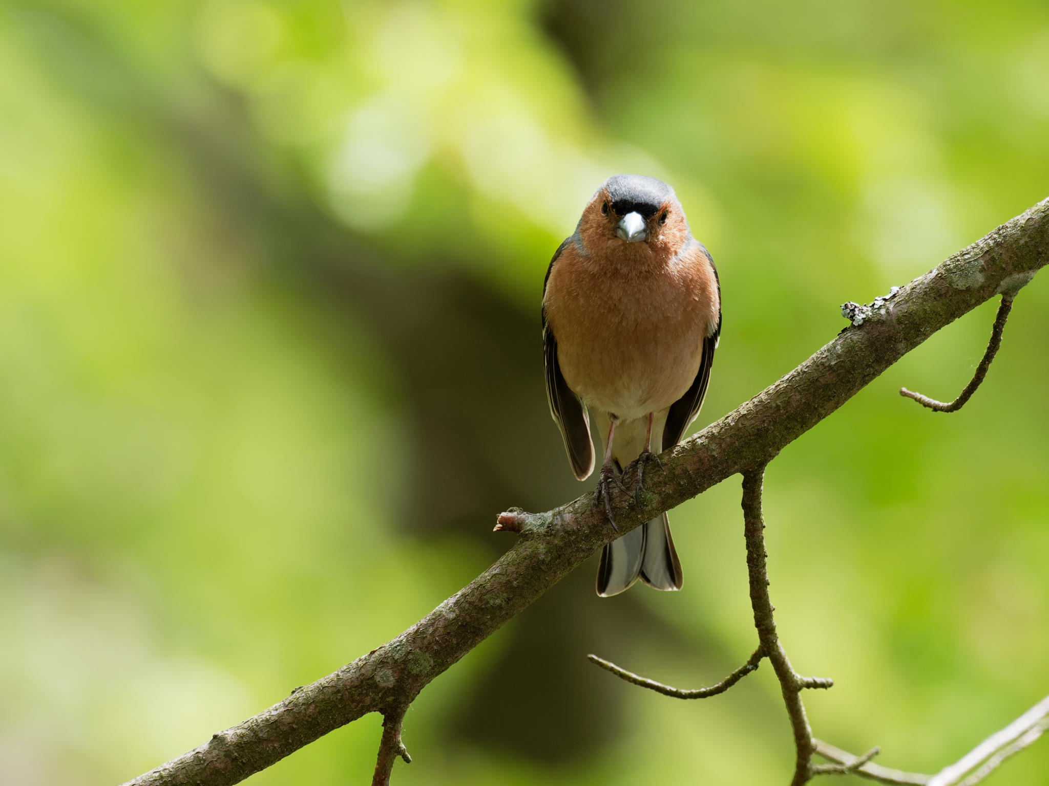 Buchfink (Chaffinch)