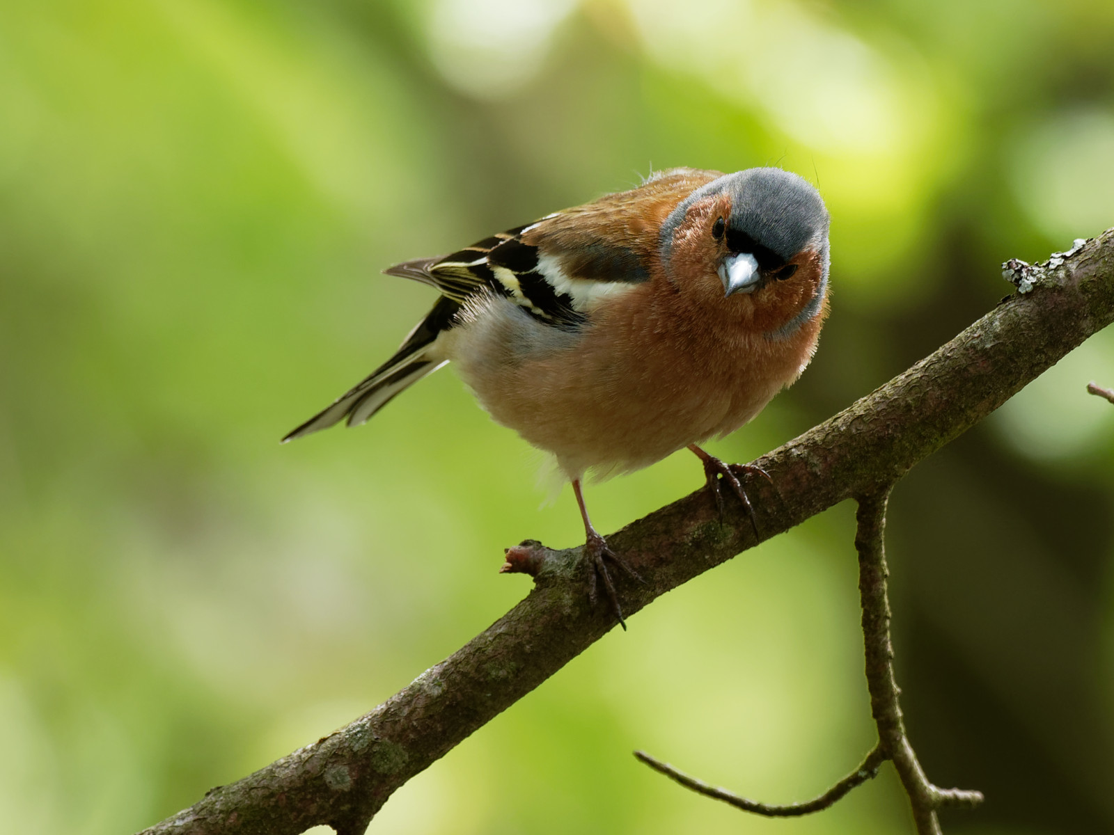 Buchfink (Chaffinch)