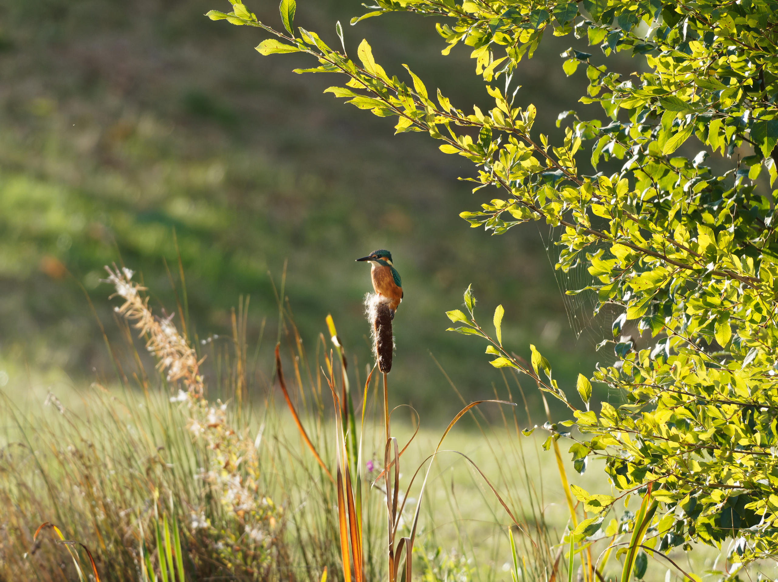 Eisvogel (Kingfisher)