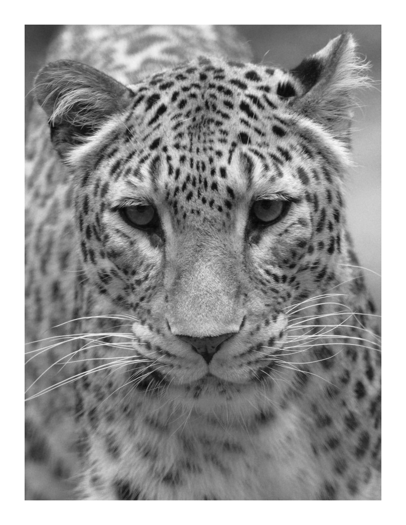 B/W Leopard