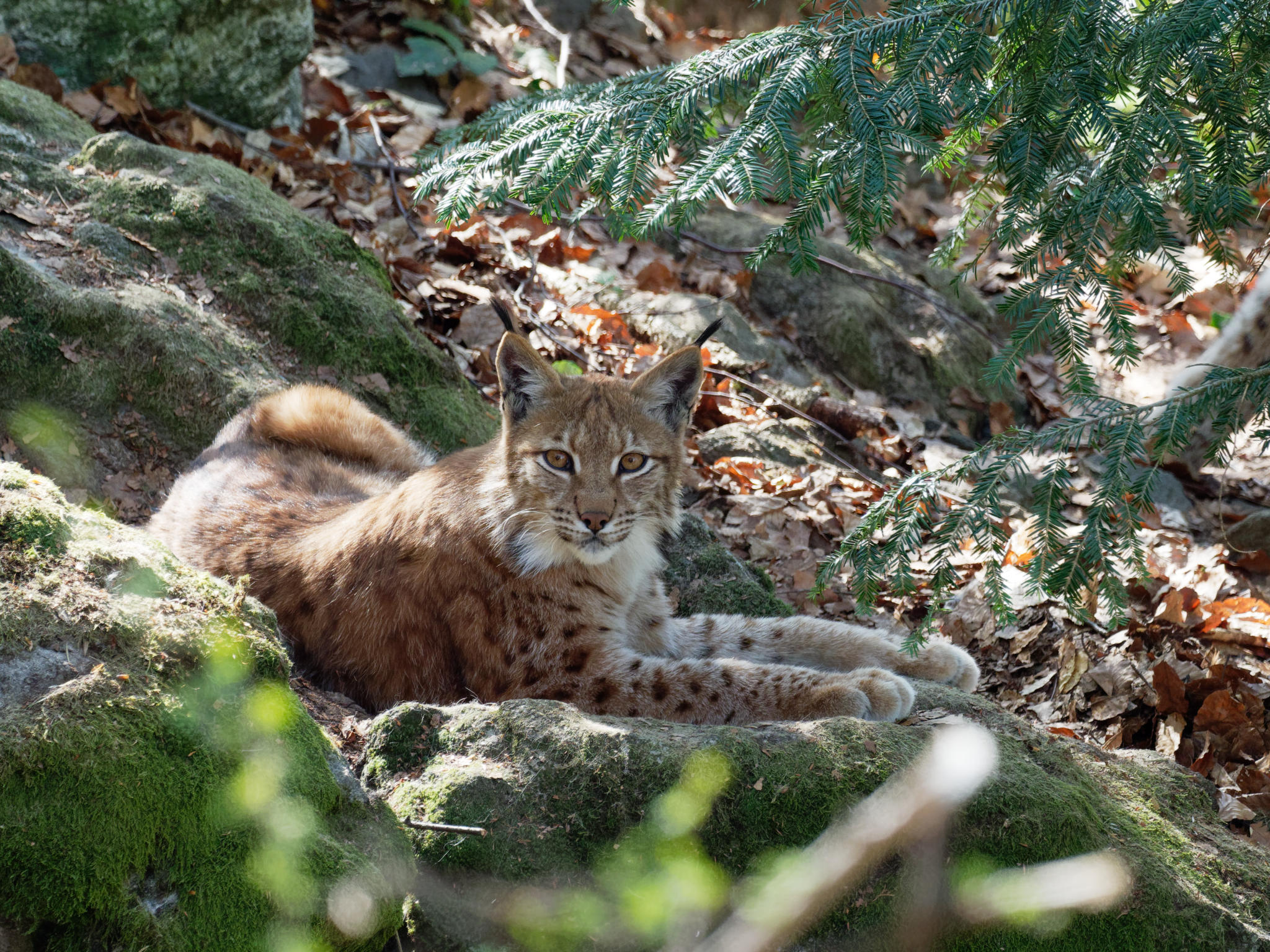 Luchs